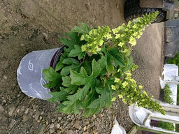 HYDRANGEA%20QU.%20'JETSTREAM'%20%20G3%20FE%205-25-17[1].jpg