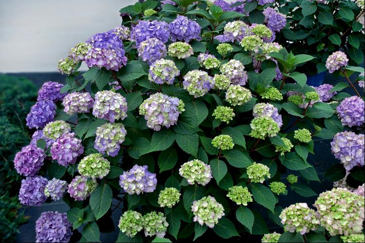 HYDRANGEA MACROPHYLLA PIIHM-II.jpg