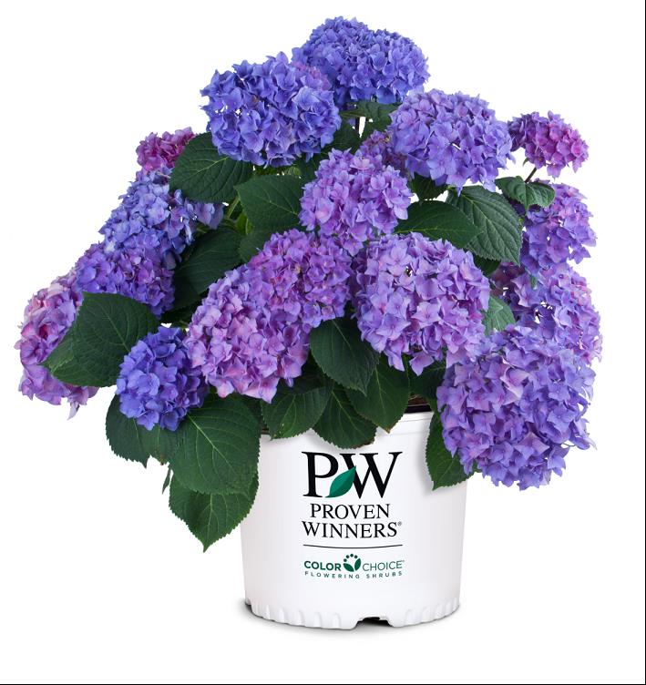 HYDRANGEA MACROPHYLLA SMHMES14.jpg