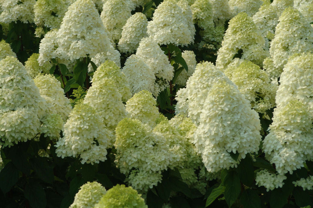 HYDRANGEA PAN. LIMELIGHT.jpg