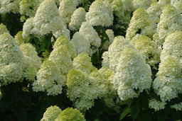 HYDRANGEA PAN. LIMELIGHT.jpg