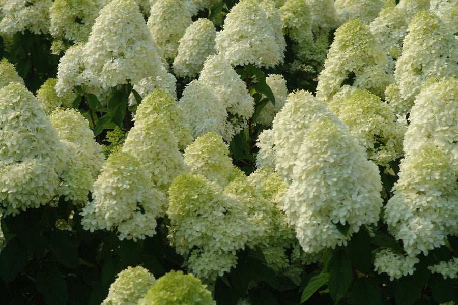 HYDRANGEA PAN. LIMELIGHT.jpg