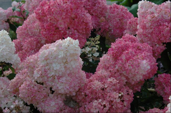 HYDRANGEA PANICULATA RENHY.jpg
