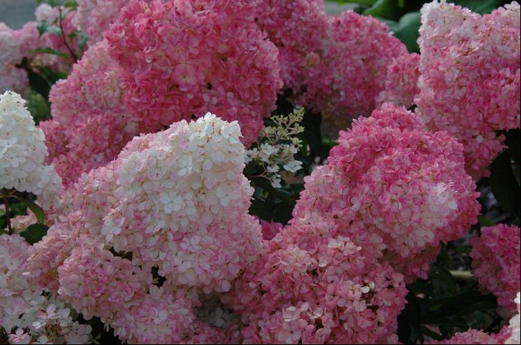 HYDRANGEA PANICULATA RENHY.jpg