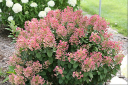 HYDRANGEA PANICULATA SMHPLQF.jpg