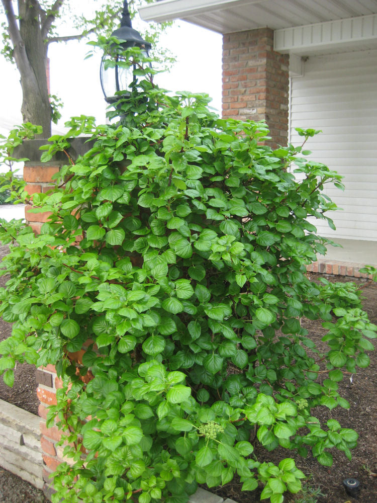 HYDRANGEA PETIOLARIS LANDSCAPE B.jpg
