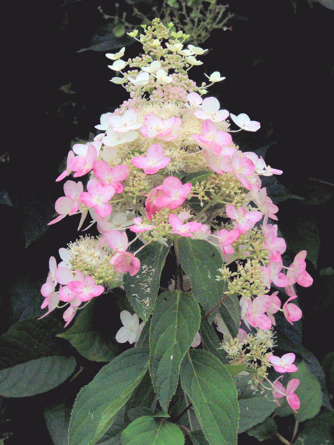 HYDRANGEA PINK DIAMOND.jpg