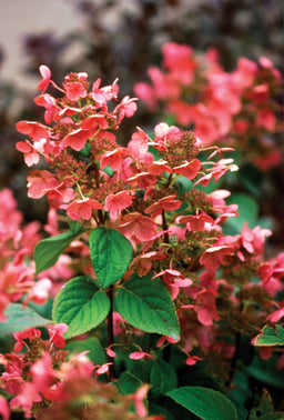 HYDRANGEA_QUICK_FIRE.jpg