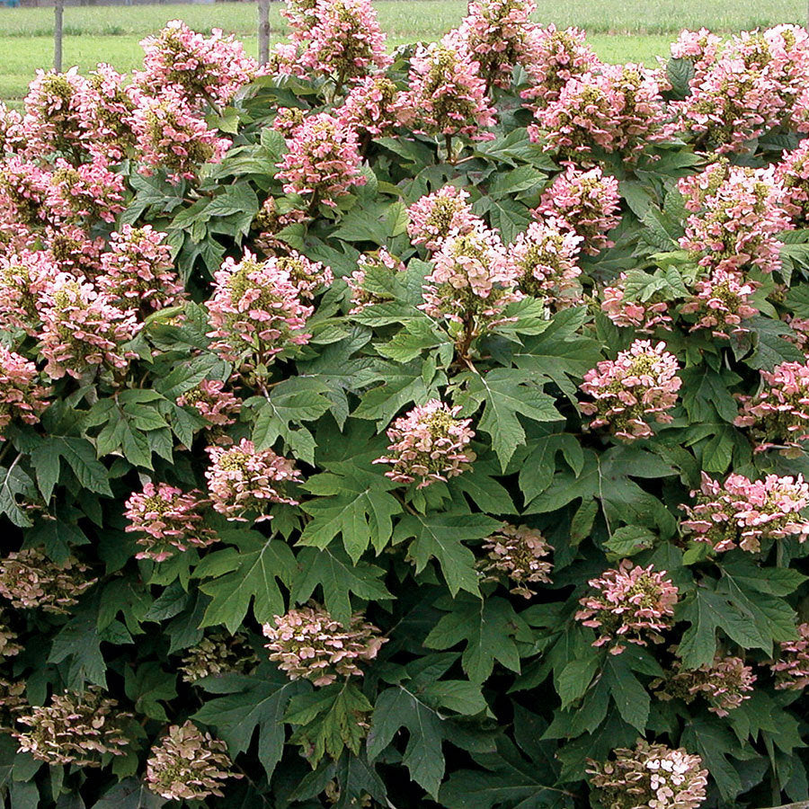 HYDRANGEA_Q_MUNCHKIN.jpg