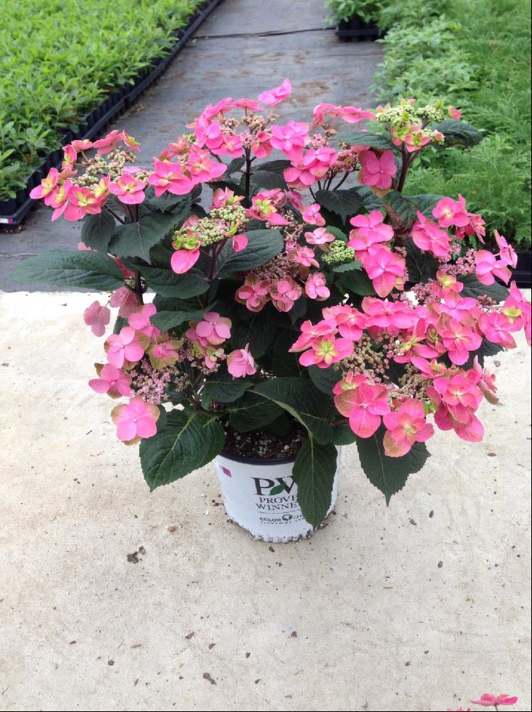 HYDRANGEA SERRATA SMNMAKTSR.jpg