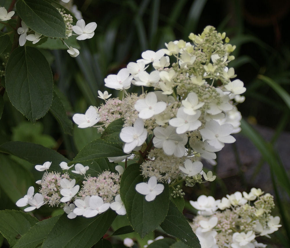 HYDRANGEA TARDIVA.jpg