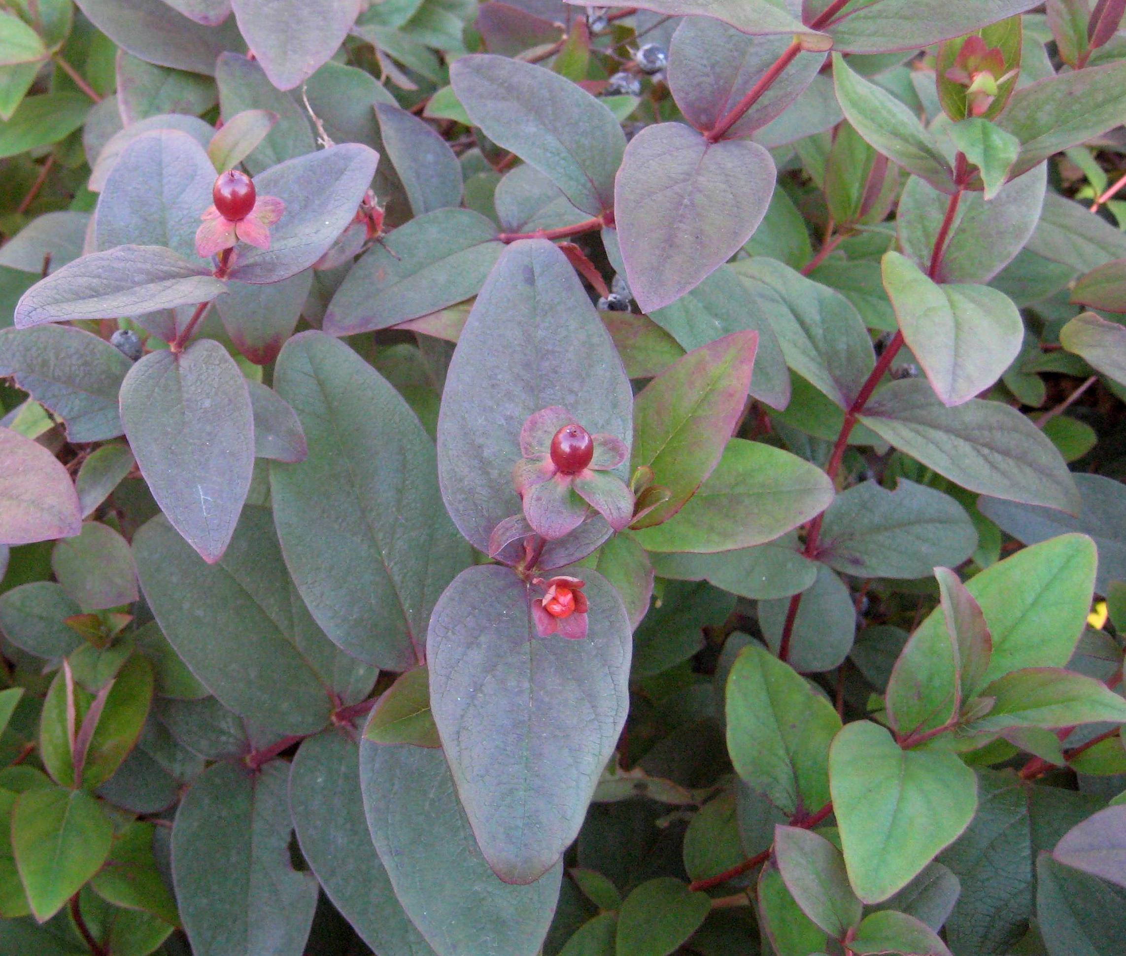 HYPERICUM ADBURY PURPLE.jpg