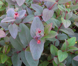 HYPERICUM ADBURY PURPLE.jpg