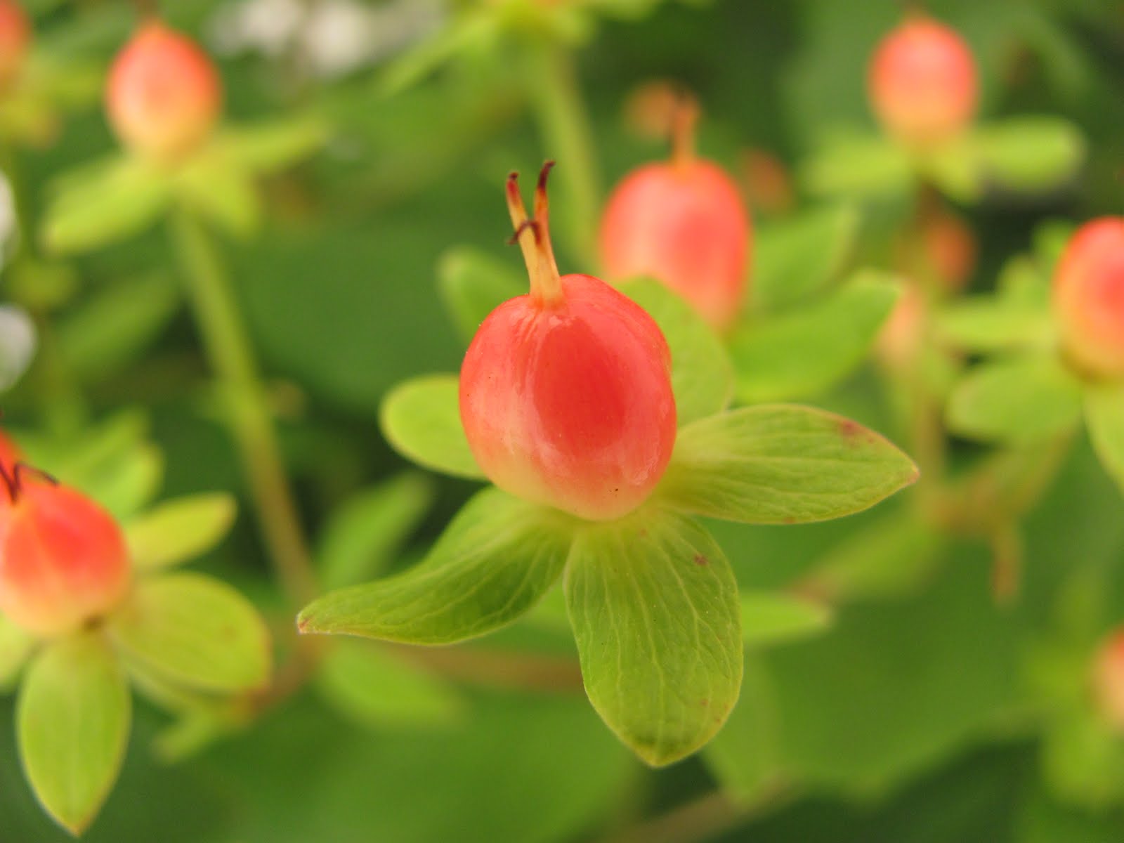 HYPERICUM MYSTICAL RED STAR.jpg