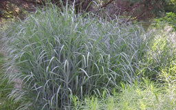 Heavy-Metal-Grass.jpg