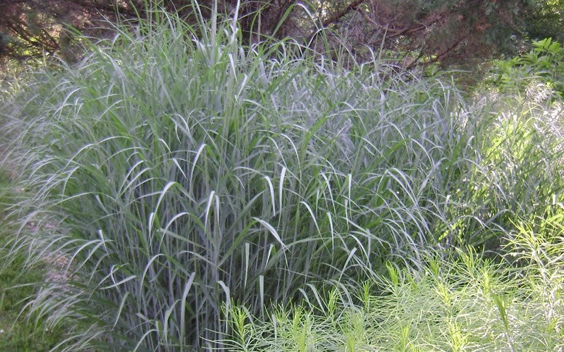 Heavy-Metal-Grass.jpg