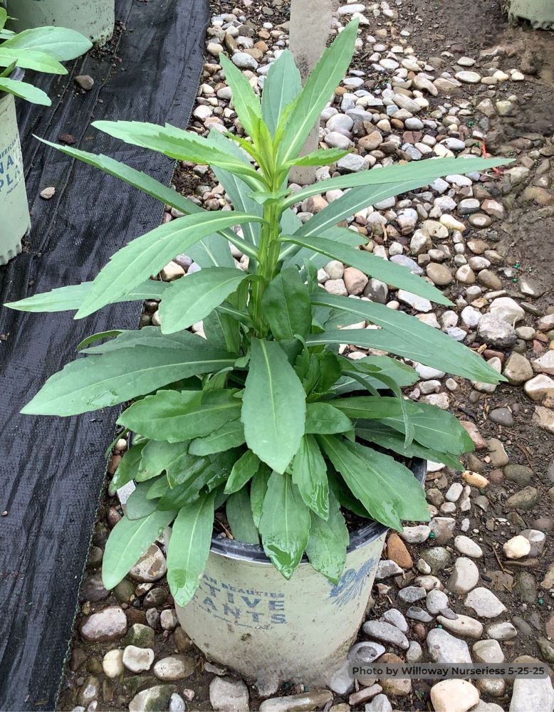 Helenium Autumnale.jpg