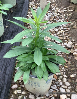 Helenium Autumnale.jpg
