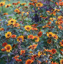Heliopsis_burning_hearts_.png