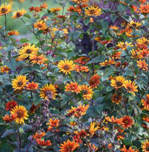 Heliopsis_burning_hearts_.png