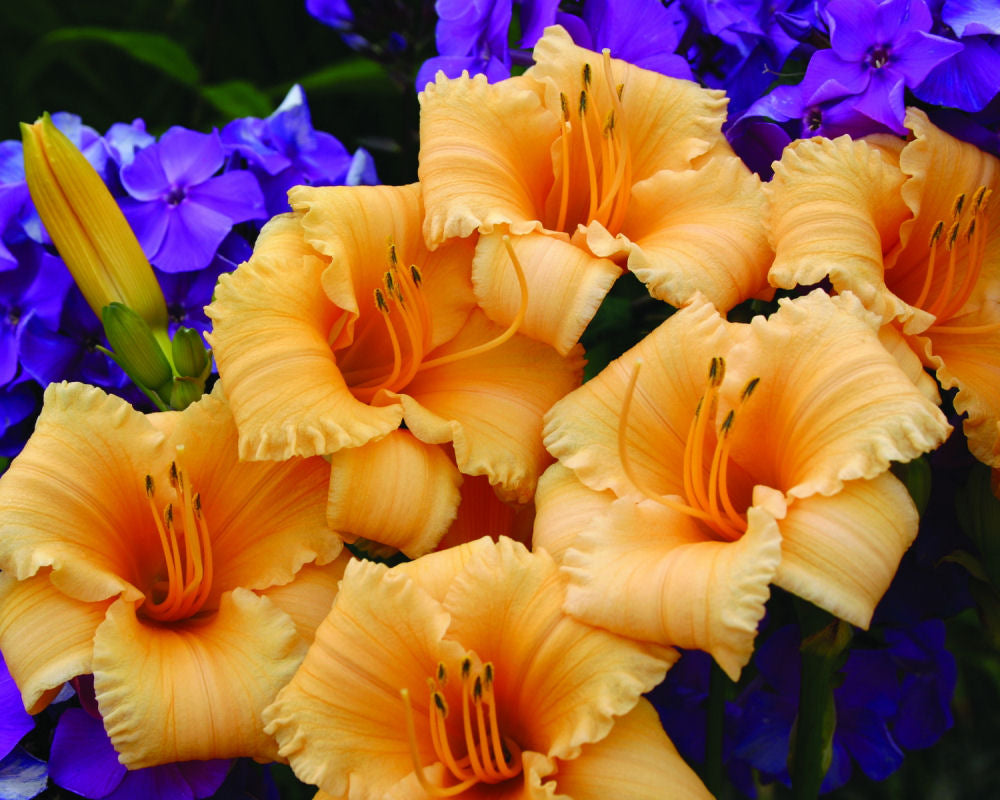 Hemerocallis_Apricot Sparkles.jpg