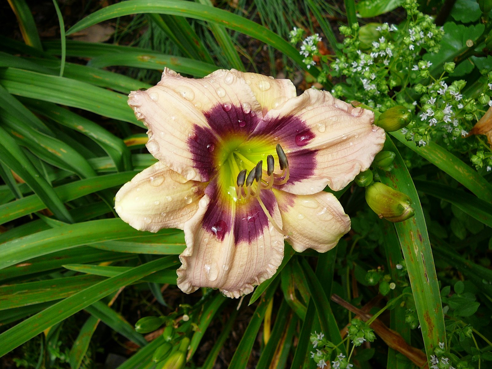 Hemerocallis 'Custard Candy'.JPG