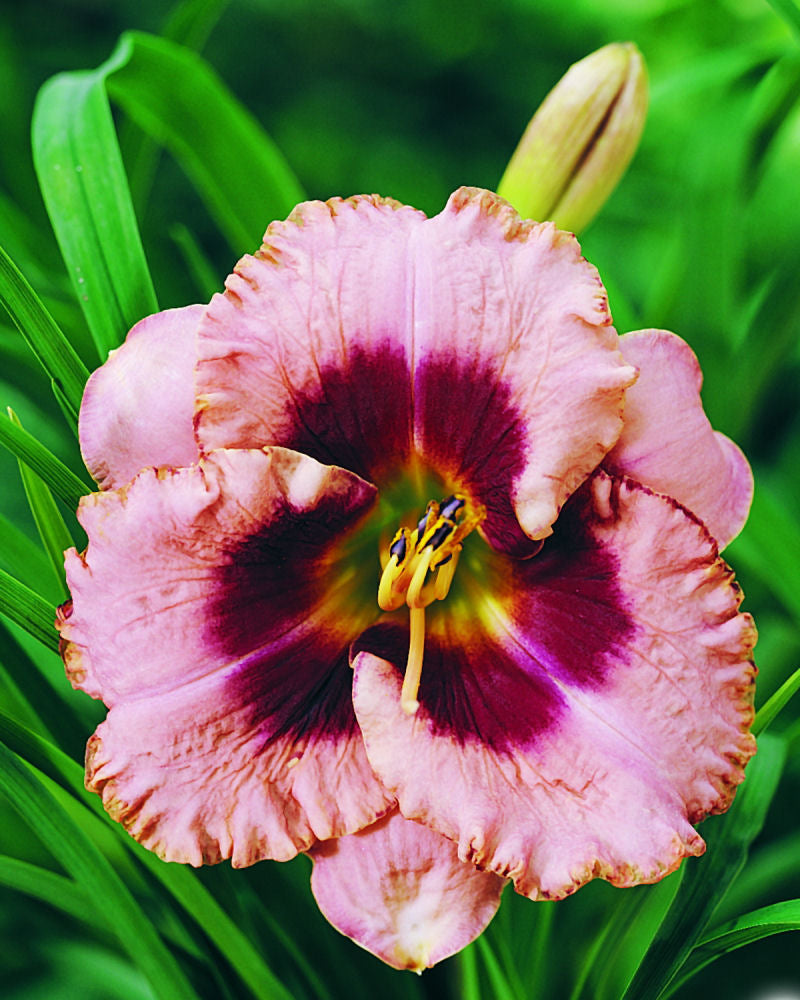Hemerocallis_Daring Deception.jpg