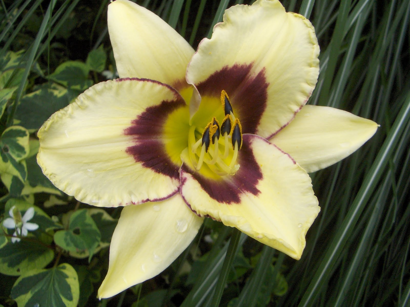 Hemerocallis El Desperado.JPG
