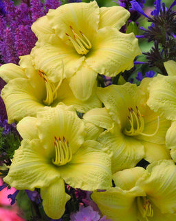 Hemerocallis_Going Bananas.jpg