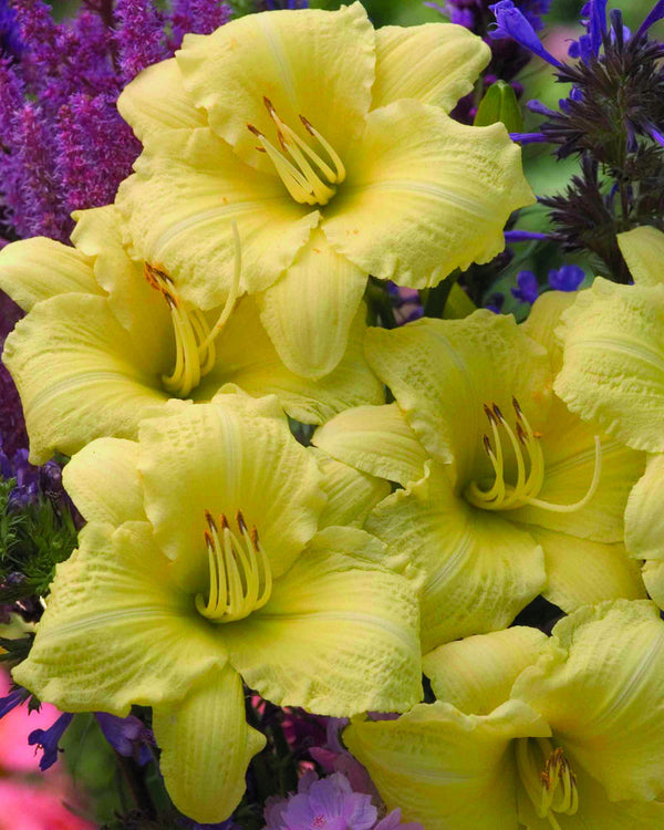 Hemerocallis_Going Bananas.jpg