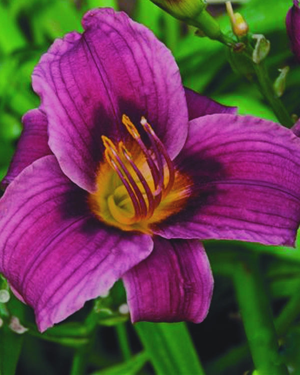 Hemerocallis_GrapeMagic.jpg