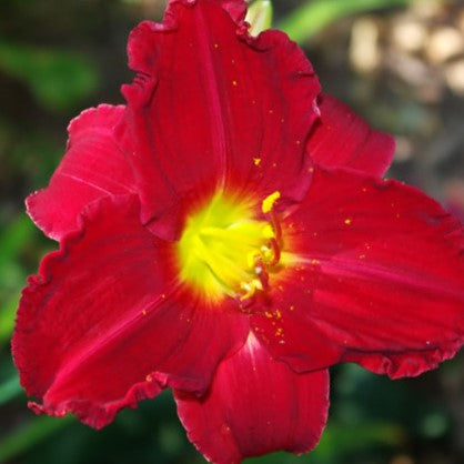 Hemerocallis_Indy_ Rhapsody_157.jpg