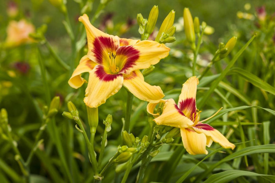 Hemerocallis Rainbow Rhythm Tiger Swirl PW.jpg