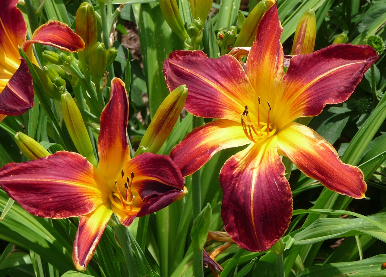 Hemerocallis_Ruby_Spider.jpg