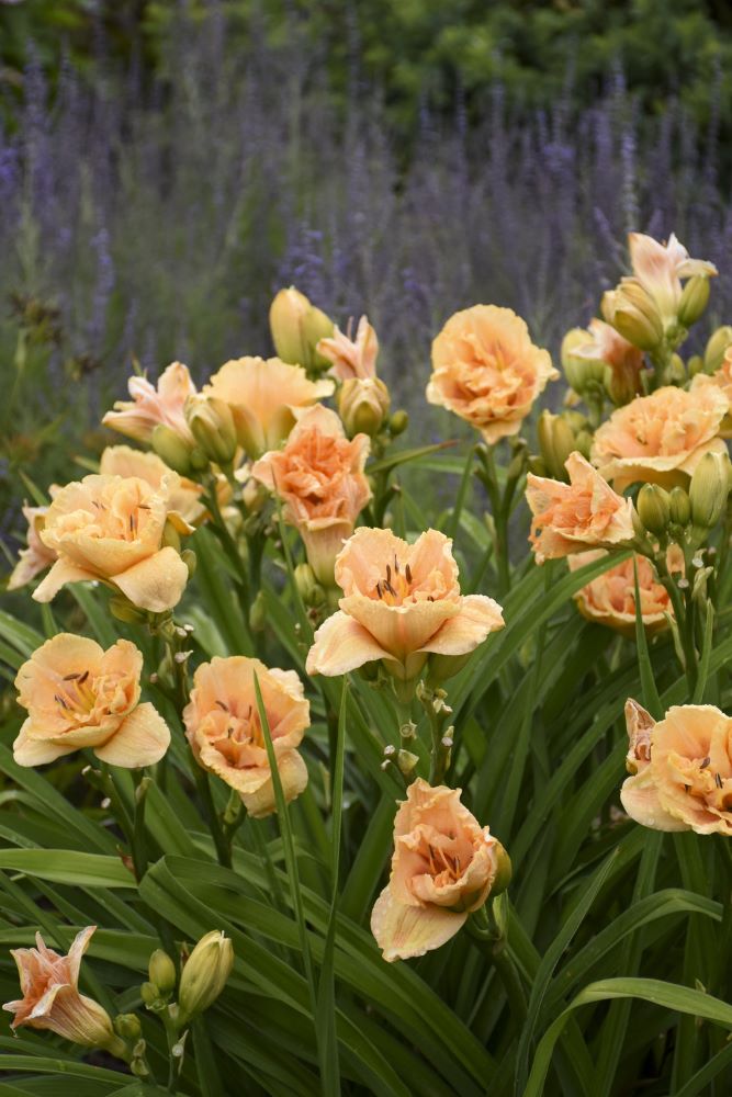 Hemerocallis Siloam Peony Display PW.jpg