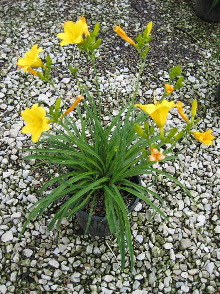Hemerocallis Stella dOro.jpg