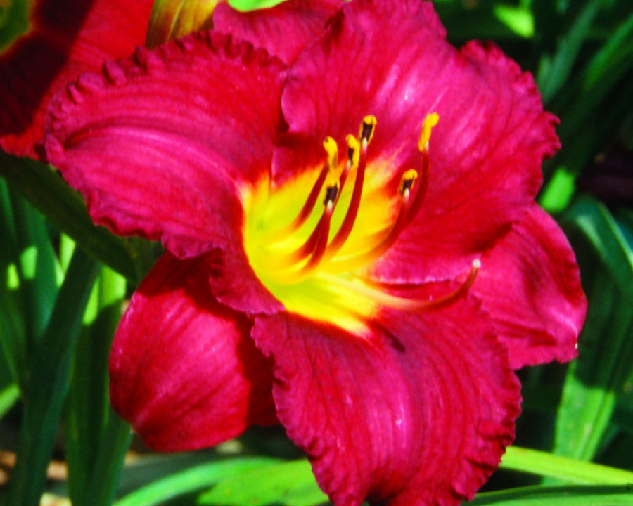 Hemerocallis pardon me.jpg