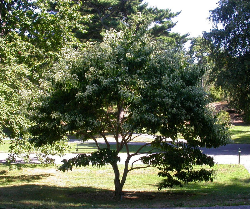 HeptacodiumMiconioides.jpg