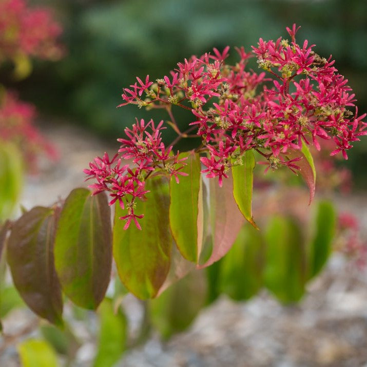 Heptacodium_tianshan_.jpg