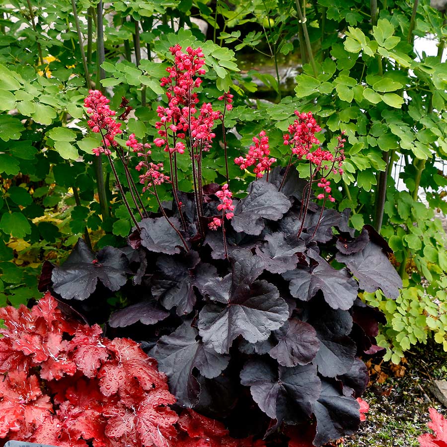 Heuchera-Black-Forest-Cake-4.jpg