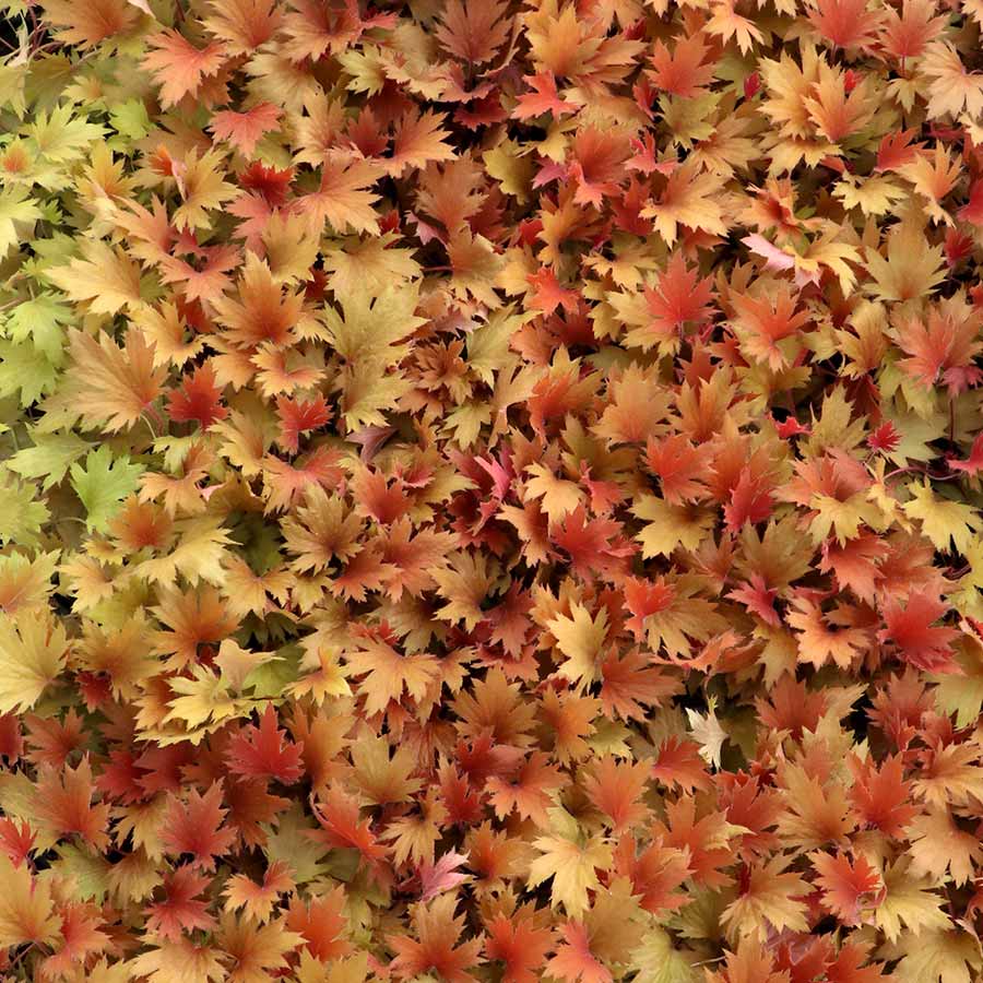 Heuchera-Fyre-Wing-Amber-6 (1).jpg