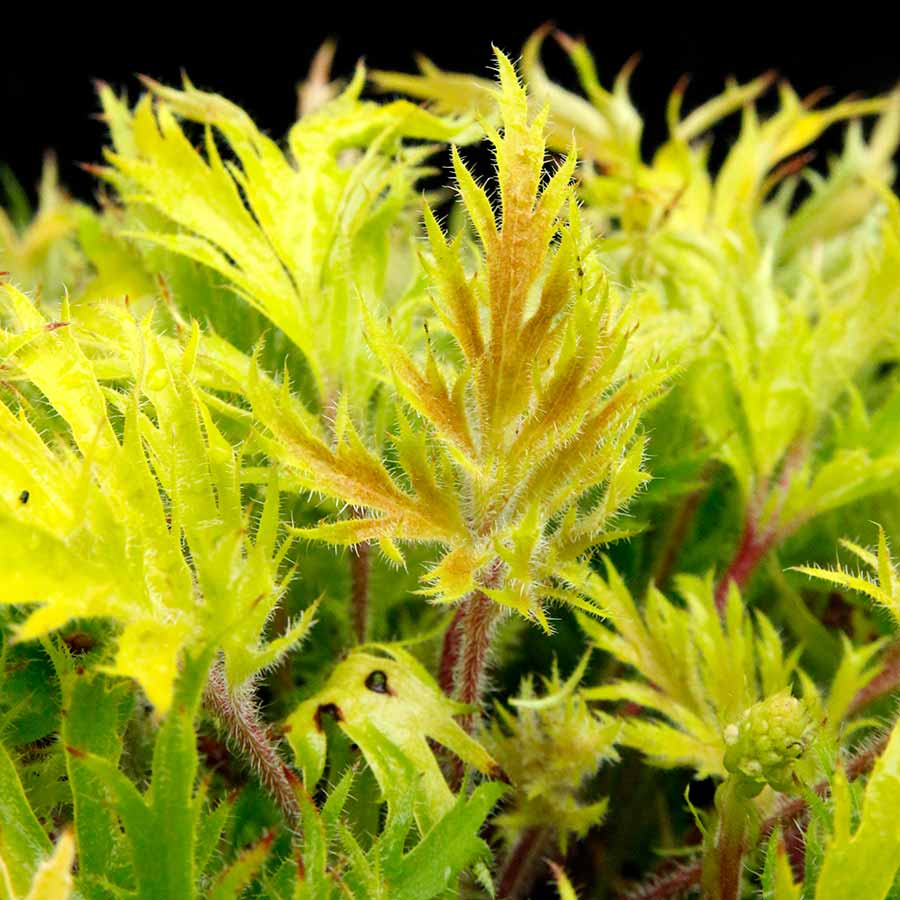 Heuchera-Fyre-Wing-Heliodor-4.jpg