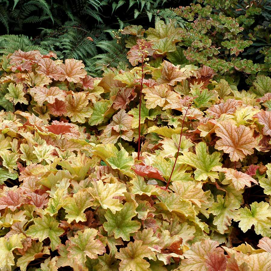 Heuchera-Topaz-Jazz-2.jpg