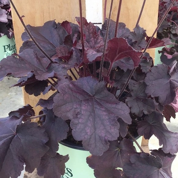 Heuchera-northern_exposure_black .jpg