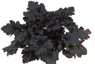 Heuchera_Black_Pearl[1].jpg