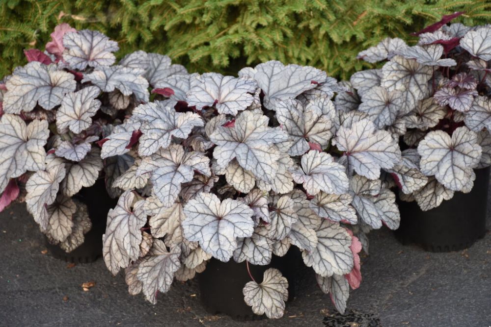 Heuchera Dolce Frosted Berry Proven Winners.jpg