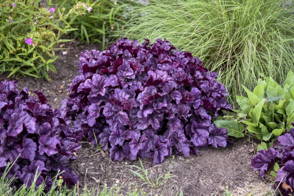 Heuchera Dolce Wildberry Proven Winners.jpg
