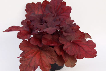 Heuchera_Fire_Alarm[1].jpg