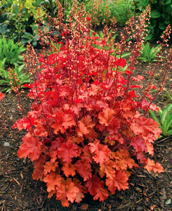 Heuchera_Peach_Crisp_3.jpg
