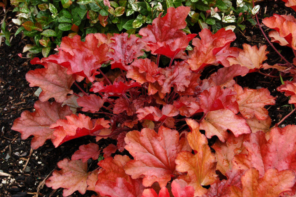 Heuchera Peach Flambe.jpg